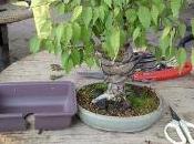 Bonsai zelkova