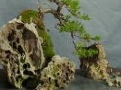 Bonsai roccia