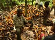 Cacao africano /Sinonimo profitto schiavitù pochissime eccezioni