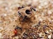 Come formiche salveranno mondo (mitigando cambiamenti climatici)