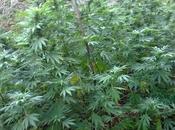 Gragnano. Scoperta grande piantagione Cannabis