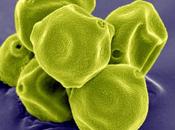 falsi miti sulle allergie granelli polline microscopio: spettacolo della natura