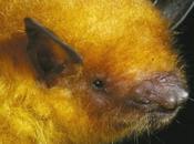 Bolivia scoperto “Pipistrello d’oro”, nuova specie