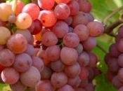 Gewürztraminer