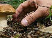 Ricoverati Italia fungo Occhio alla raccolta potrebbero essere velenosi clima estremo