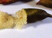 maestà finger lime, caviale agrumi australiano
