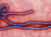 Ebola: America Latina rafforza misure preventive. Medico infetto “migliora giorno giorno”