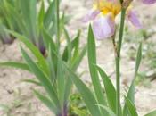 Iris ‘Quaker Lady’