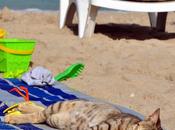 Come passano gatti estate?