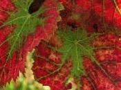 Vite Rossa pianta della vita