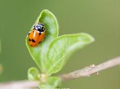 coccinella sulla pianta Goji