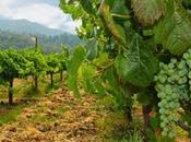 Vini vitigni d’Italia: Sauvignon Blanc ecco perché piace così tanto.