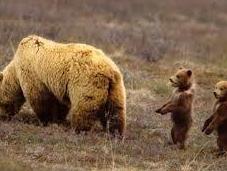 L'Orso Bruno Daniza