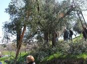 Marzo mese adatto alla potatura degli olivi prevenire infezioni Xylella fastidiosa agente Complesso disseccamento rapido dell’olivo (CoDiRO)