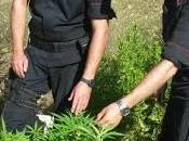 Coltivava marijuana bosco: arrestato enne cutrese