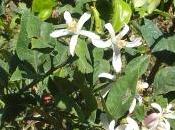 limoni lunari