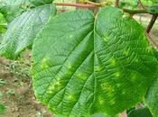 batteri hanno trovato nelle condizioni della arboricoltura oggi insieme favorevole circostanze loro sviluppo