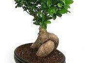 Bonsai ginseng