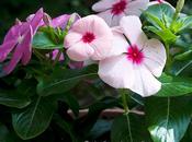 Vinca pervinca)