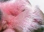 Allergie cane gatto dott prota