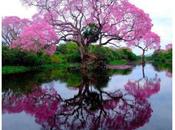 proprietà della Tabebuia Lapacho