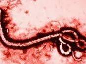 ZMapp. siero U.S.A. salva dall’Ebola