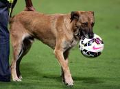storia Buck, “cane-calciatore” scomparso Rimini ritrovato Palermo
