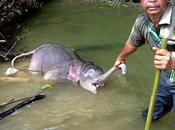 Merendine effetti collaterali