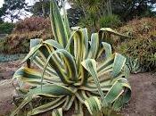 Agave