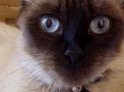 Aggiornamento "cucciolo-gattoso"