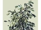 Rinvaso Ficus benjamin