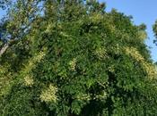 #fioridivenerdì- sophora iaponica quasi un’acacia