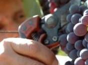 Coldiretti, l’Italia perderà primato della produzione vino nella vendemmia 2014