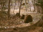 Uccisa l'orsa Daniza: narcotizzante moschetto, delinquente perfetto
