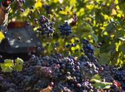 Cantine Aperte vendemmia domenica settembre