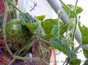 Zucca buona bella fine sarà padella