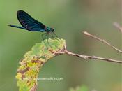 libellula nera