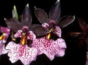 Zagara, orchidee dell'Ecuador
