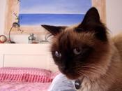 Quella str... quella Gina: aggiornamento "cucciolo-gattoso"