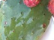 Riso rosso verde marinatura d’uovo cactus.Il Colesterolo ringrazia.