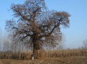 Alberi monumentali, castagno Carpignano Sesia (NO)