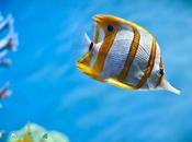 Windows primo trimestre 2012?