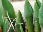 Spuntano tulipani Sprouting tulips