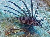 Foto giorno febbraio 2011 mare caraibi invasa pesci scorpione