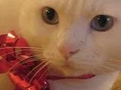 Giornata gatto