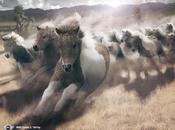 tutto Pony.