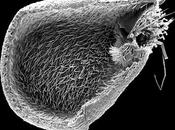 Centinaia volte veloci battito ciglia
