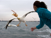 Foto giorno febbraio 2011 pellicano cerca mangiare gabbiano