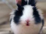 #buccinasco l’international rabbit friends 2014