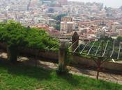 Vigneto Napoli